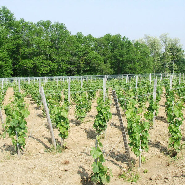 Château Noël les Charmes – Image 4